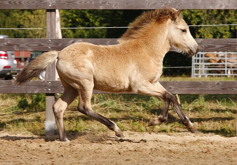 Bjarndis von Heidmoor i.jpg